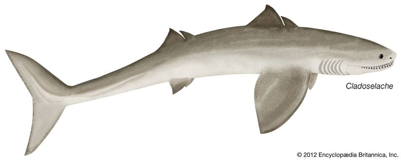 Cladosleache, köpekbalıkları olarak tanıyacağımız evrimleşen ilk gruptur, ancak aslında bir chimaera türü olabilir.