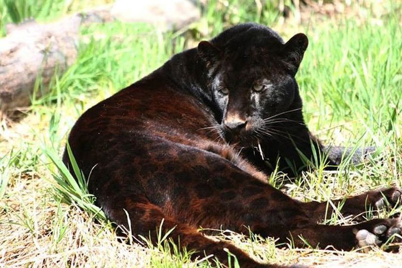 Fotoğrafta Shazam isimli siyah leopar görülüyor.