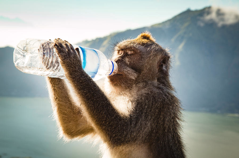 Plastik şişeden su içen bir primat.