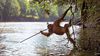 Orangutan Zekası ve Taklit Becerisi: Orangutanlar Ne Kadar Zeki?