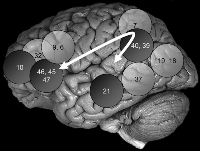 Brodmann bölgelerine göre ayrılmış toplam beyin hacmi zekanın ve akıl yürütmenin psikometrik ölçümlerinde daha yüksek performans ile ilişkili.