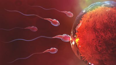 Sperm Kıyameti ve Erkek Doğurganlığı Krizi: Sperm ve Üreme Kapasitesi Giderek Azalan ve Y Kromozomu Kısalan Erkekler Yok Olabilir mi?