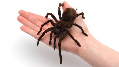 Örümcek Korkusu, Evrimsel Süreçte Genlerimize Kazınmış Bir Korku!