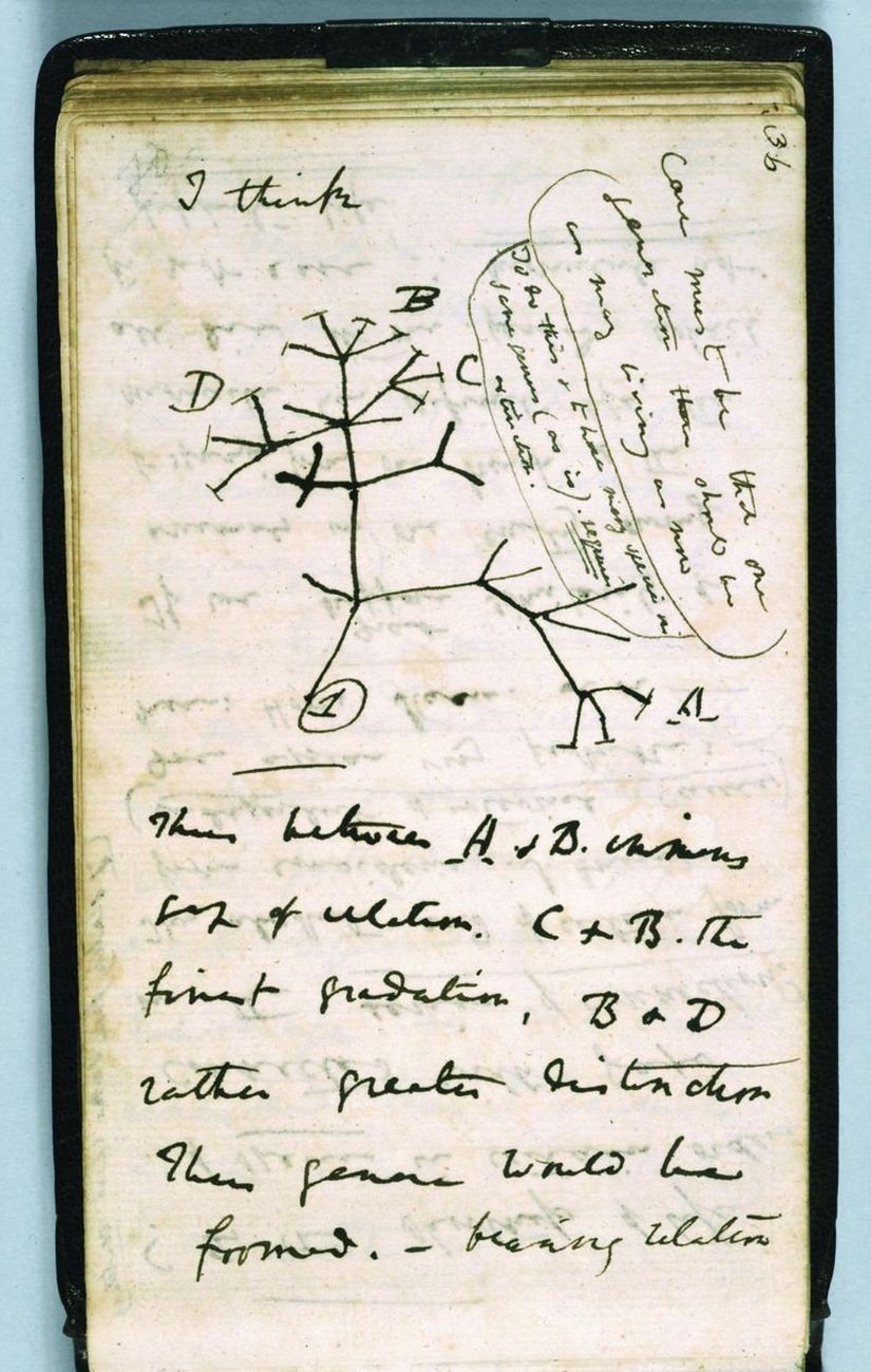 Darwin'in Defteri ve İlk Evrim Ağacı Çizimi. Daha fazla bilgi için kaynağa tıklayınız.