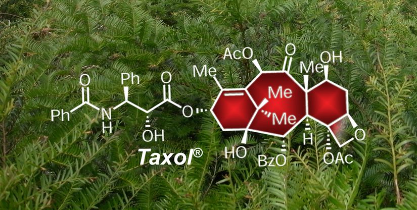 Taxol®'un Çin Porsuk Ağacı ile Moleküler Yapısı