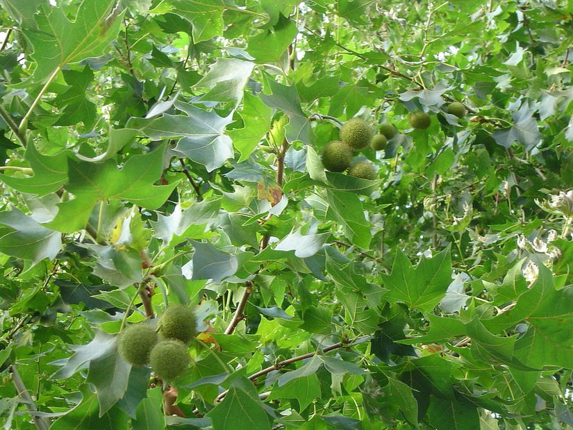 Platanus × acerifolia (Londra Çınarı) ve Meyveleri