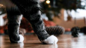 Ev Kedilerinin Neden Beyaz, "Çorap" Gibi Patileri Var?