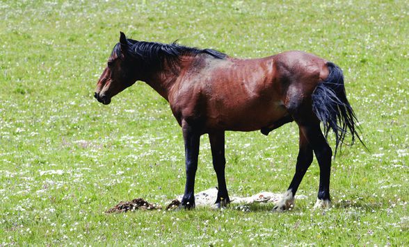 Her hayvanın kendine has mastürbasyon yöntemi vardır, özellikle de atların.