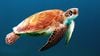 Her Kaplumbağa Aynı Değildir! Bilmediğiniz Kaplumbağaları Suya Atmayın!