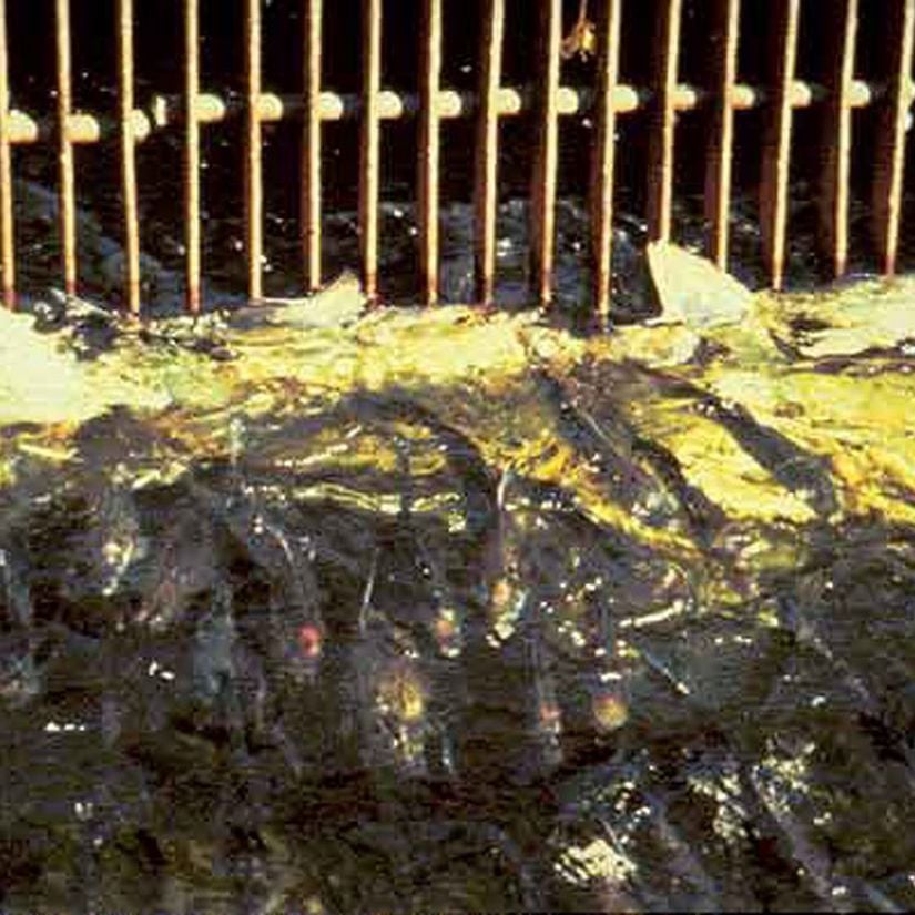 Mansaba doğru göç eden yetişkin Tersi balığının (American shad) güç istasyonu girişinde önünün ızgaralarla engellenmesi