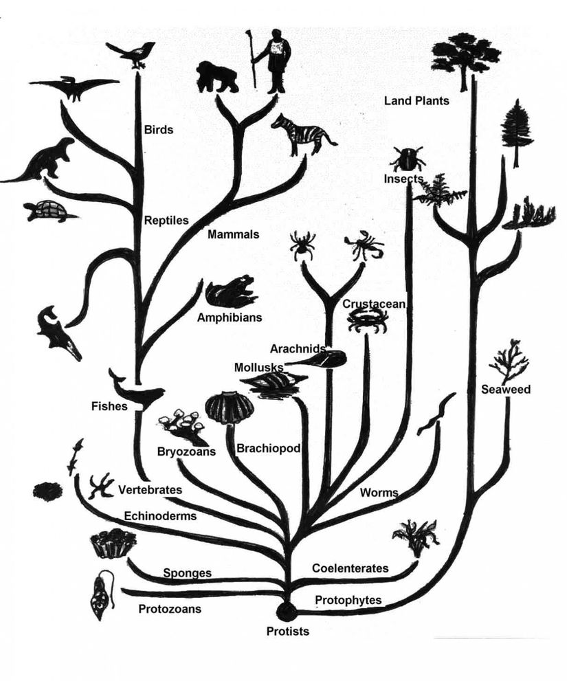 Tüm bu kademeleri kabaca ve çok üstü örtük bir biçimde gösteren bir Evrim Ağacı... Normalde, tabii ki Evrim Ağaçları çok daha karmaşık yapılıdır, çünkü böyle birkaç türü değil, milyarlarca türü barındırırlar. Ancak onları analiz etmesi de daha zordur. Aşağıda, karmaşık bir örneği vermekteyiz.