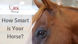 New Research Reveals Horses Can Strategize And Plan Ahead