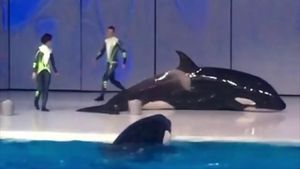 Killer Whales Delight In Ramming Boats For Fun