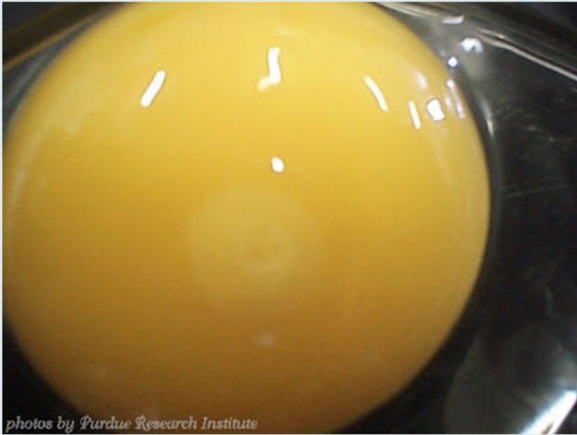 Yumurtanın döllenmesi yeterli değildir, kuluçka da gerekir. 24 saat boyunca kuluçkada bekleyen bir yumurtanın blastodermi genişlemeye ve kaybolmaya başlar.