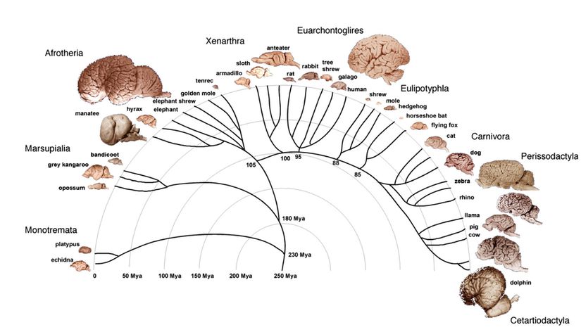Memeli beyinlerinin evrim ağacı
