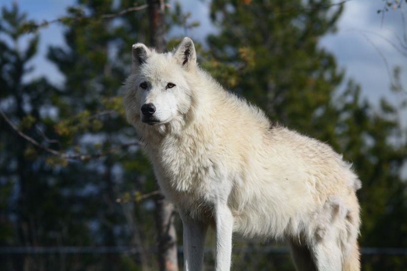 Yellowstone Parkı'ndan bir kurt (Canis lupus)