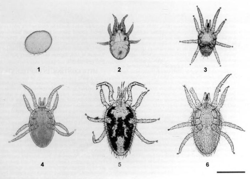 Ophionyssus natricis gelişim dönemleri: yumurta (1), larva (2), protonimf (3), deutonimf (4), erkek (5) ve dişi (6).