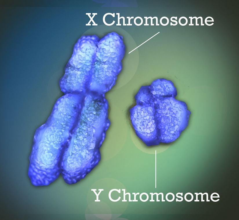 X ve Y kromozomları