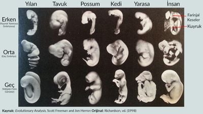 Evrimin Embriyolojik Kanıtları Nelerdir?