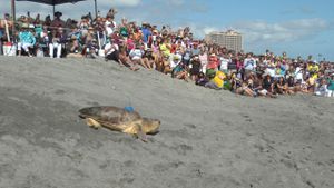 375-Pound Sea Turtle Bubba Makes Triumphant Return