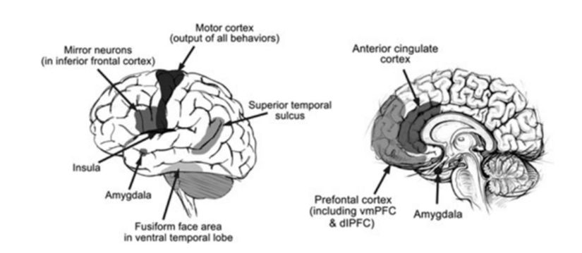 Şekil 1: İnsan Beyni: Yanal Görünüm (solda) ve Sagital Görünüm (iç yüzey açıkta, sağda).