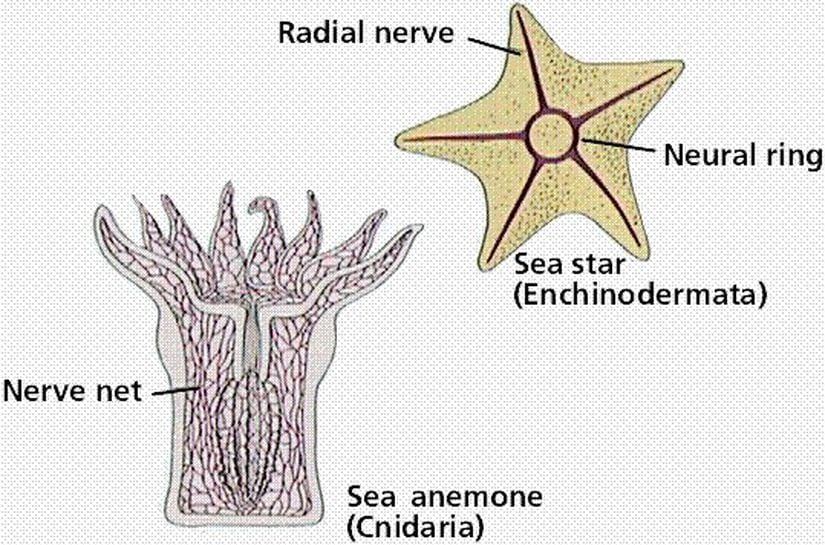 Радиальная симметрия диффузная нервная система анаэробное. Nerve net. Анемон нервная система. Nerve net nervous System. Nerve net Biology.