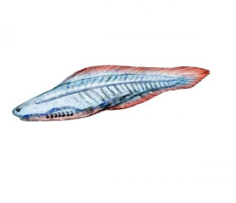 Haikouichthys ercaicunensis