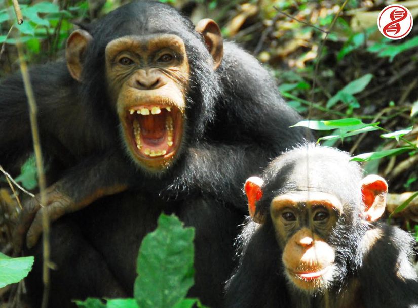 Yüz ifadeleri ve mimikler şempanze iletişiminde büyük önem taşır, Bossou, Gine.