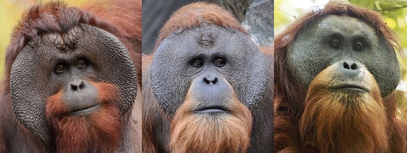 Sırasıyla Borneo, Sumatra ve Tapanuli orangutanları.