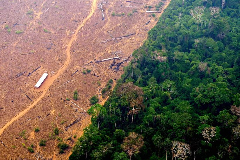 Amazon ormanlarındaki ormansızlaşma.