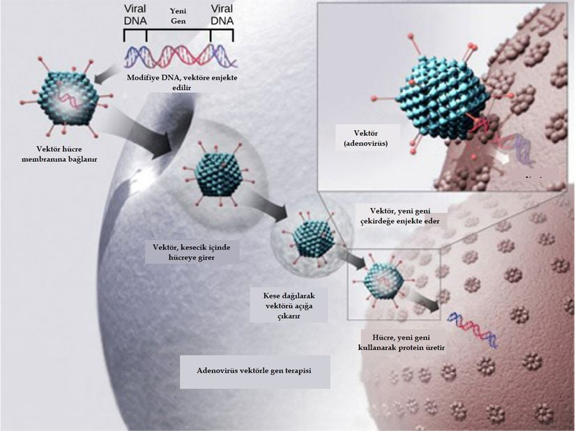 Adenovirüs vektörle gerçekleşen gen terapisi adımları
