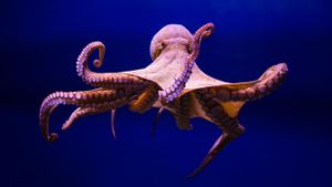 New Legislation Seeks To Ban Octopus Farming In The U.S.