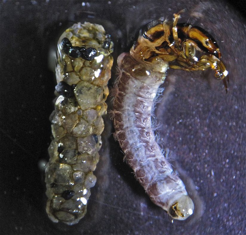 Temiz sularda izine rastlayabileceğimiz Trichoptera takımından Odontoceridae familyası ait bir birey. Bu takımda yer alan bireyler çoğunluğu sudaki larva dönemlerinde kendilerine sedimandan "evcik" örerler. Bu yapıları salgıladıkları bir sıvı yardımı ile birbirlerine tutturup kendilerinin etrafını saracak şekilde inşa ederler.