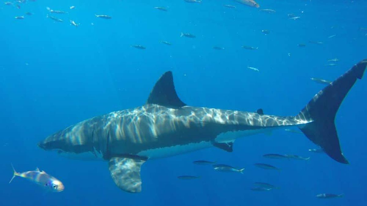 New Shark Conservation Laws Bring Hope For Marine Wildlife