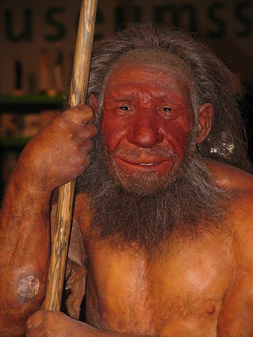 Almanya'daki Neanterdal Müzesi'nden Bir Neandertal Canlandırma Çalışması.