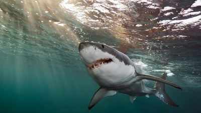 Köpekbalıklarının Kötü Namından Prim Yapanlar Kimler?