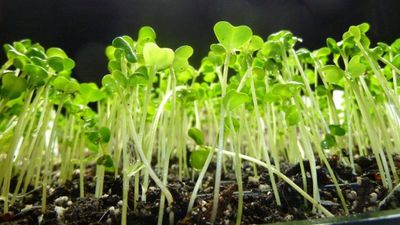 Mikro Yeşillikler (Microgreens) Nedir? Bebek Yeşillikler ve Sebze Filizlerinden Farkı Nedir?