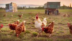 Tavuk Genlerinden Esinlenilerek Ağrıyı Azaltacak Olası Yeni İlaç Geliştirilebilir!