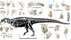 Güney Amerika'da keşfedilen küçük, dikenli dinozor bilinmeyen bir soyu ortaya çıkarıyor.
