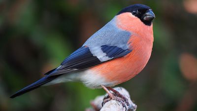 Çok Eşli (Poligam) Kuş Türlerinde Cinsel Seçilim: Poligam Ötücü Kuşlar, Şarkılarını Daha Hızlı Değiştiriyor!