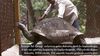 Dev Kaplumbağalar Neden Çok Uzun Yaşarlar?