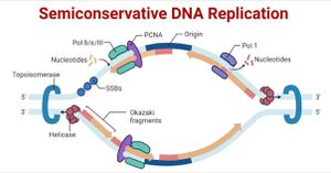 Amazing Similarities Between Humans And Yeast Reshape Our Understanding Of DNA