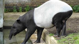 Tapirler: Atlar ve Gergedanların Tuhaf Görünümlü Kuzenleri!