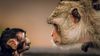 Şempanzelerde, Dilin Evrimine Dair İpuçları Bulundu: Şempanzeler, İnsanların Konuşma Ritmine Benzer Şekilde Sesler Çıkarıyor!