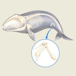 Balinalar evrimleşerek arka bacaklarını kaybetdiler. Sorum şu arka bacakda kalan küçük kemik neden tamam ile yok olmadı ?