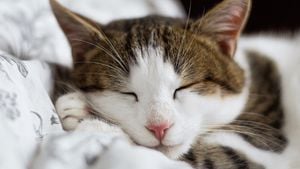 Kediler Neden Çok Uyur?