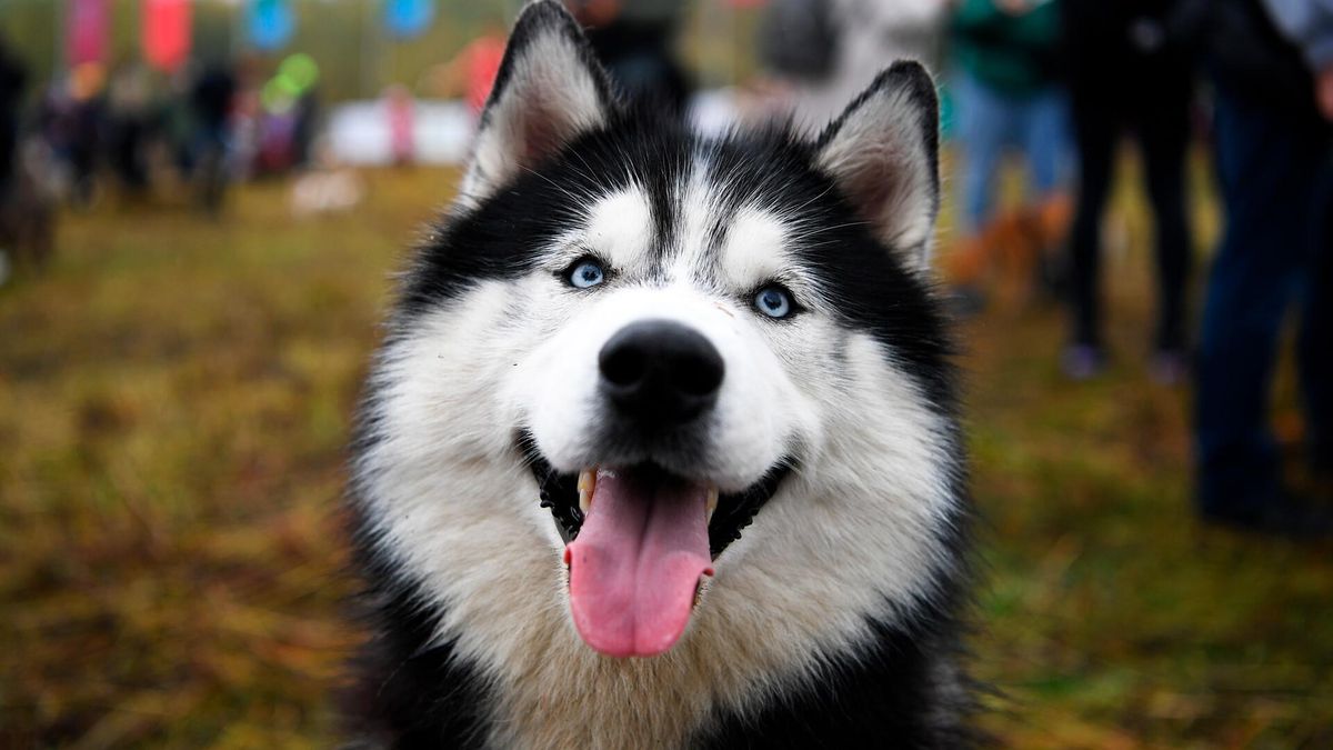 How Luna The Husky Became A Life-Saving Hero