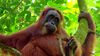 Orangutanların Ağaçları Terk Ederek Yerde Daha Fazla Zaman Geçirme Nedeni İnsanlar Olabilir!