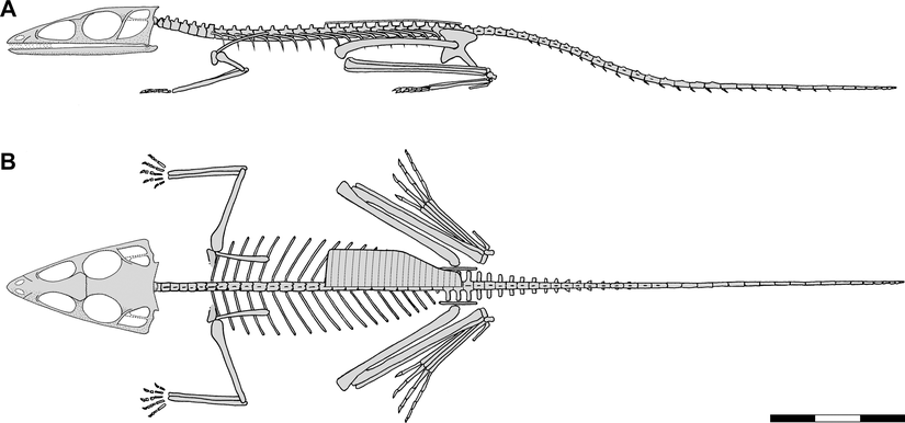 Scleromochlus taylori. Kaburganın üstündeki plaka, Scleromochlus'un sırt kemiği (osteoderm). Kaburganın da görülebilmesi için bir yarısı çizilmiş.