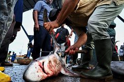 ABD, Köpek Balığı Yüzgeci Satışını Yasaklayacak